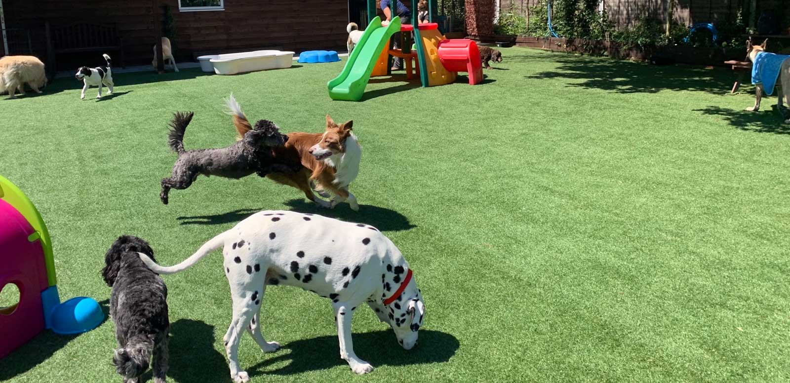 Dogs happily playing at Bella Paws dog daycare centre in Essex